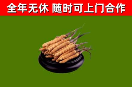 巴林左回收散虫草