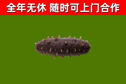 巴林左回收海参干